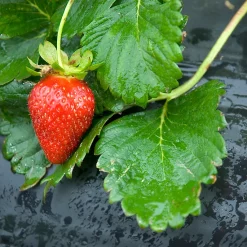 Jany France Film De Paillage Spécial Fraises Jany H. 1,4 M X L. 5 M X Ep. 30 µ Noir