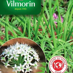 Vilmorin Graines Ciboule De Chine Kobold VL 1