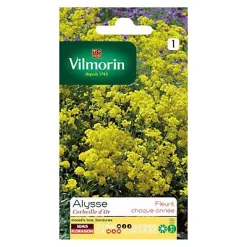 Graines D'Alysse Corbeille D'Or Vilmorin