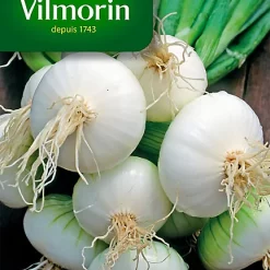 Graines D'Oignon Blanc Hatif De Paris Vilmorin