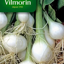 Graines D'Oignon Blanc Premier Vilmorin