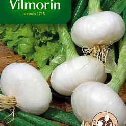 Graines D'Oignon Blanc Printanier Parisien Vilmorin