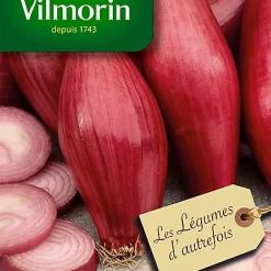 Graines D'Oignon Rouge De Florence Race De Simiane Vilmorin