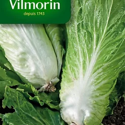 Vilmorin Graines De Chicorée Sauvage Améliorée Pain De Sucre
