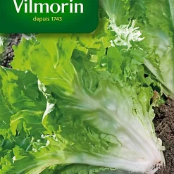 Vilmorin Graines De Chicorée Scarole Cornet De Bordeaux