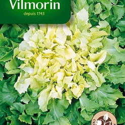 Vilmorin Graines De Chicorée Scarole Géante Race Salanca
