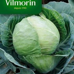 Vilmorin Graines De Chou Cabus Tête De Pierre Hybride F1
