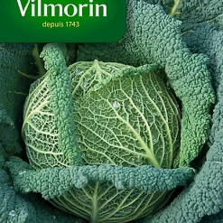 Vilmorin Graines De Chou De Milan Gros Des Vertus