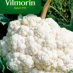Vilmorin Graines De Chou Fleur Merveille Toutes Saisons