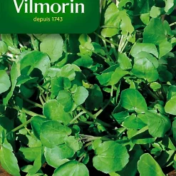 Graines De Cresson De Fontaine à Larges Feuilles Vilmorin