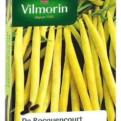 Graines De Haricot Nain Beurre Rocquencourt Vilmorin