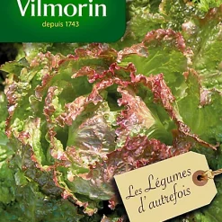 Graines De Laitue Batavia Blonde à Bord Rouge Vilmorin