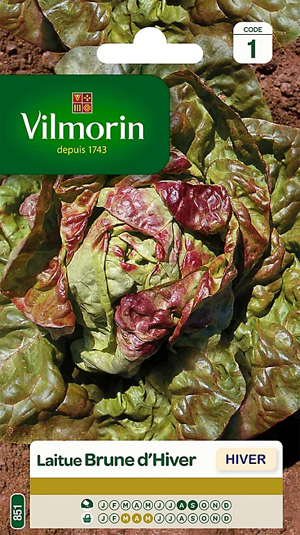 Graines De Laitue Pommée Brune D'Hiver Vilmorin