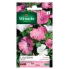 Vilmorin Graines De Lavatère Grande Fleur Variée