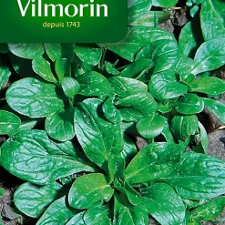 Graines De Mâche Verte De Cambrai Vilmorin