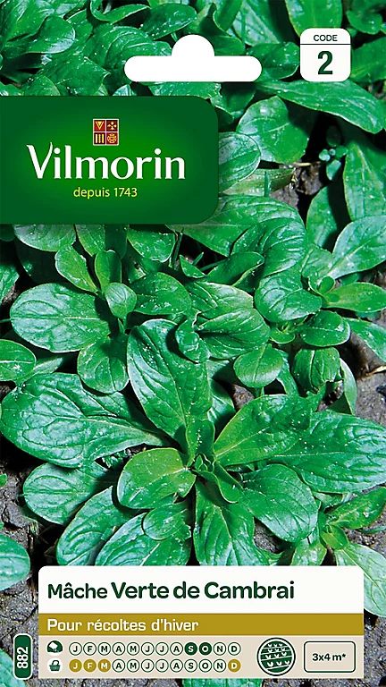 Graines De Mâche Verte De Cambrai Vilmorin