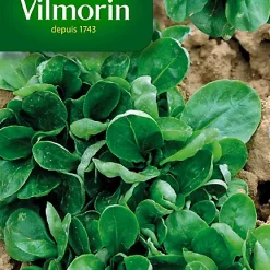 Graines De Mâche Verte De Louviers Vilmorin