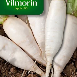 Graines De Navet De Croissy Vilmorin
