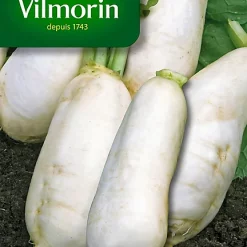 Graines De Navet Marteau Vilmorin