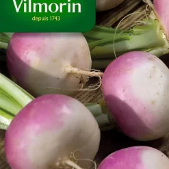 Graines De Navet Rave D'Auvergne Tardif Vilmorin