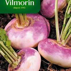 Graines De Navet Rouge Plât Hâtif Vilmorin