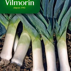 Graines De Poireau Bleu De Solaise Vilmorin
