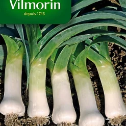 Graines De Poireau De Carentan Vilmorin