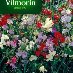 Graines De Pois De Senteur Galaxie Varié Vilmorin