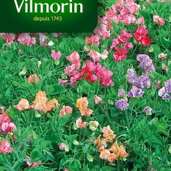 Graines De Pois De Senteur Korrigan Varié Vilmorin