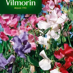 Graines De Pois De Senteur Spencer Varié Vilmorin