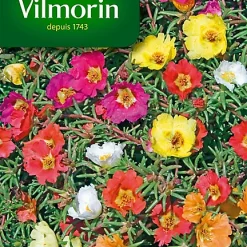 Graines De Pourpier Grande Fleur Simple Varié Vilmorin