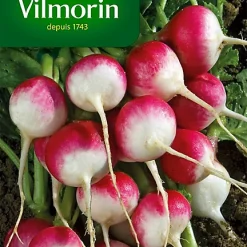 Graines De Radis National Vilmorin