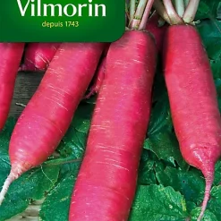 Graines De Radis Rose D'Hiver De Chine Vilmorin