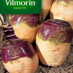 Graines De Rutabaga Jaune à Collet Rouge Vilmorin