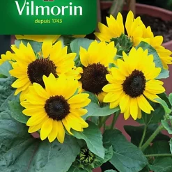 Vilmorin Graines De Tournesol Suntastic F1 VL3