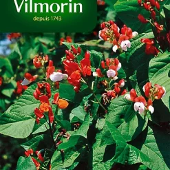 Haricot D'Espagne Varié Vilmorin